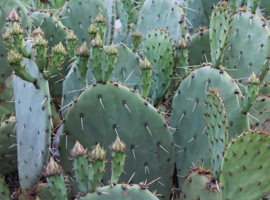 Cactus, Cacti, Southwest, Southwestern, New Mexico, - 910x673 Wallpaper