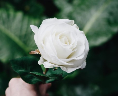Download Rose Tumblr Wallpapers and Backgrounds - teahub.io