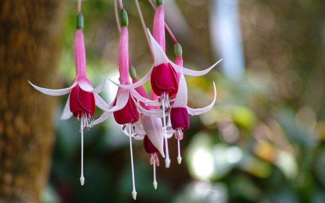 Free Fuchsia Wallpaper - 1920x1200 Wallpaper - teahub.io