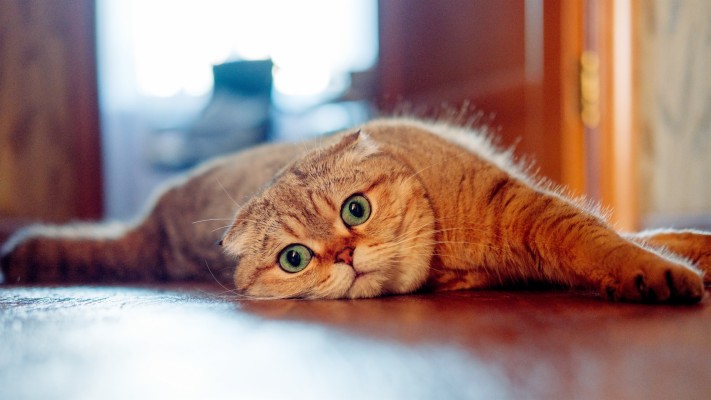 Scottish Fold Desktop Wallpaper - Arabian Mau - 1920x1440 Wallpaper ...