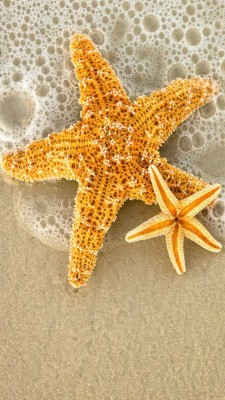 Estrellas De Mar Fondos - 640x1136 Wallpaper - teahub.io