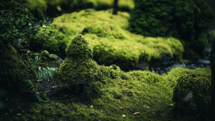 Moss - 1024x768 Wallpaper - teahub.io