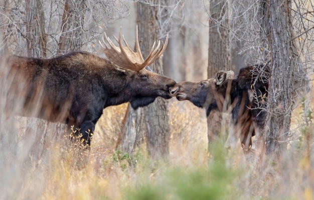 Photo Wallpaper Forest, Trees, Love, Branches, Kiss, - Moose - 1332x850 ...