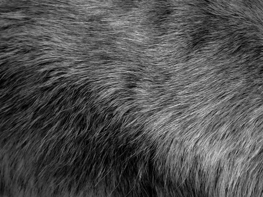 Gray Grey Black Free Photo - Fur Background Black And White - 1920x1440 ...