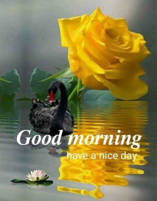 New 631 Good Morning Image - Good Morning Black Rose Hd - 1080x1384  Wallpaper 