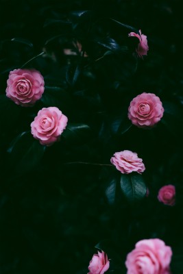 Wallpaper Flowers, Pink, Bush, Petals - Aesthetic Iphone Pink ...