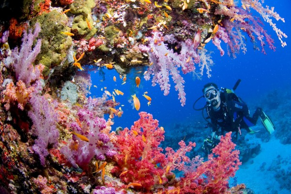 Coral Reef People Scuba Diving - 2000x1333 Wallpaper - teahub.io