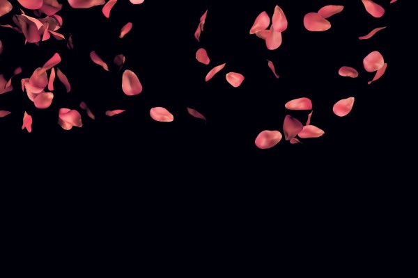 Pink Rose Petals Png - 1955x1300 Wallpaper - teahub.io