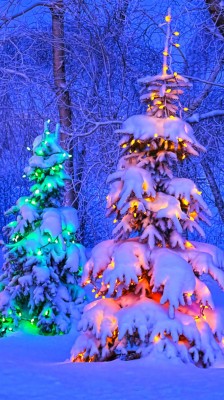 Christmas Trees In Canada - 1091x1940 Wallpaper - teahub.io