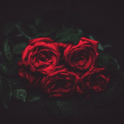 Photo Wallpaper Flower, Drops, Macro, The Dark Background, - Rose ...