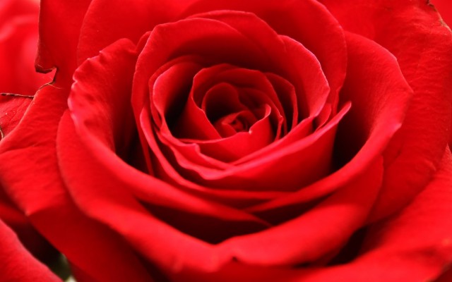 Red Roses Ultra Hd - 3840x2400 Wallpaper - teahub.io