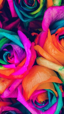Flower Rose Color Blue Rainbow Art Nature - Iphone 7 Plus Colorful  - HD Wallpaper