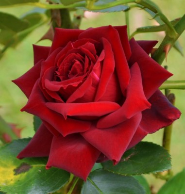 Download Red Rose Free Download Wallpapers and Backgrounds teahub io Download Red Rose Free Download Wallpapers and Backgrounds teahub io