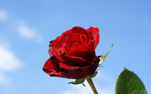 Single Rose With Blue Sky Background - Rose In The Sky - 1920x1200