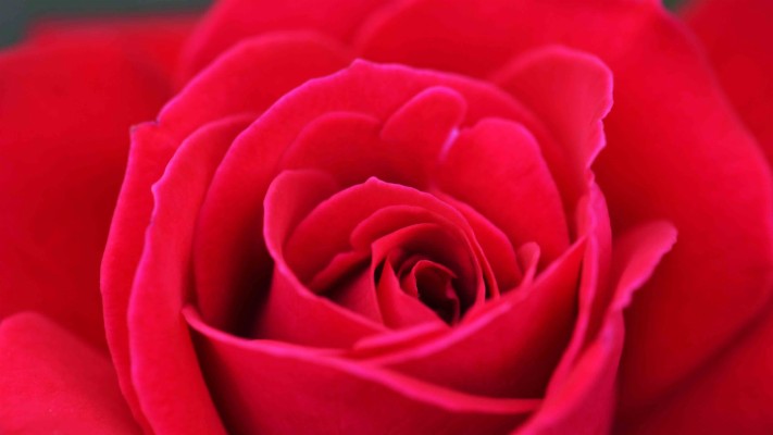 Download Red Rose Wallpapers and Backgrounds , Page 7 