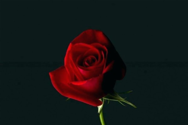 Red Rose 4k Hd - 3840x2400 Wallpaper - teahub.io