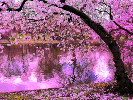 3d Wallpaper, Nature Wallpaper, Wallpaper Photo, Desktop - Fond D Ecran  Sakura - 1280x960 Wallpaper 