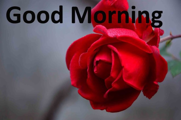 Animated Good Morning Images For Whatsapp - Beautiful Whatsapp Good Morning  - 730x940 Wallpaper 