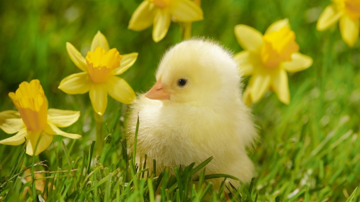 Birds Grass Spring Chickens Daffodils Yellow Flowers - Cute Baby Animals -  1920x1080 Wallpaper 
