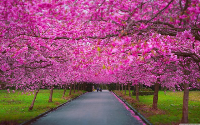 Spring Season In Nepal - 1920x1080 Wallpaper - teahub.io