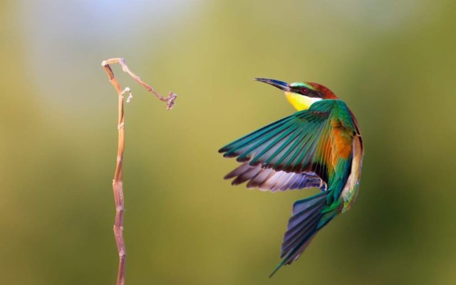 Amazing Birds Wallpaper Hd Picture - Most Beautiful Birds Hd - 1000x625