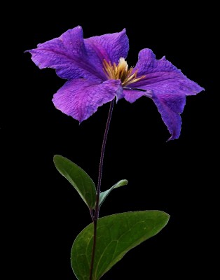 52, Png V - Clematis Flower Clematis Png - 977x1242 Wallpaper - teahub.io
