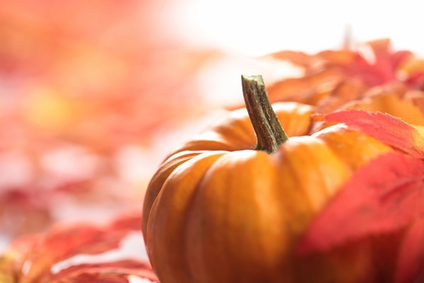 Autumn Pumpkin - 1280x853 Wallpaper - teahub.io