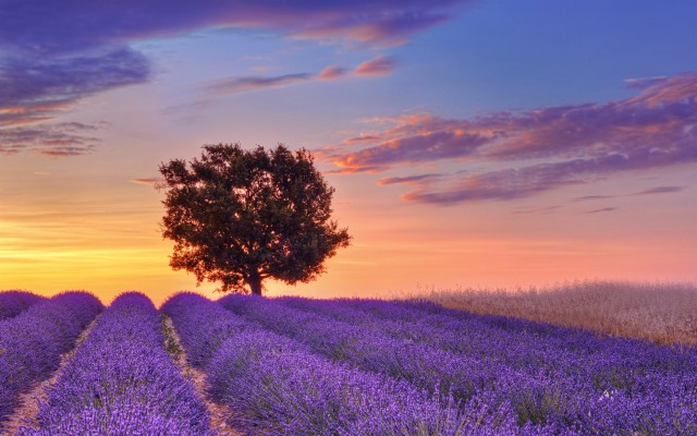 Lavender Fields In Provence Wallpaper For Widescreen - Lavender Fields ...