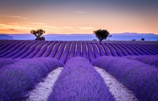 Photo Wallpaper Field, France, The Ranks, Lavender, - Beautiful 