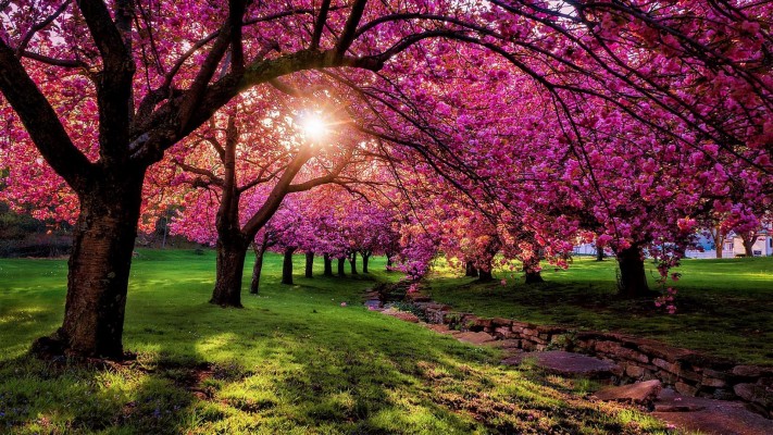 Free Spring Desktop Backgrounds Which Is Under The - Beauty Full ...