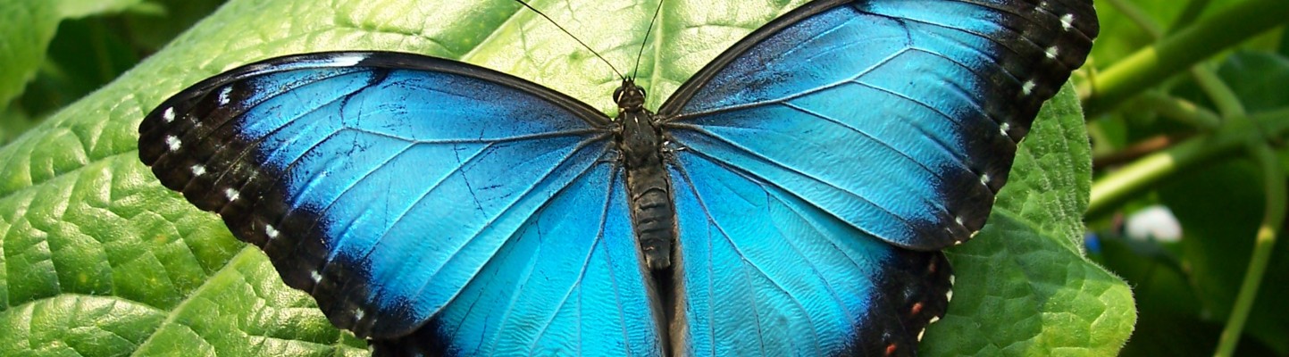 Blue Morpho Butterfly - Blue Butterfly Photography - 3680x1020 ...