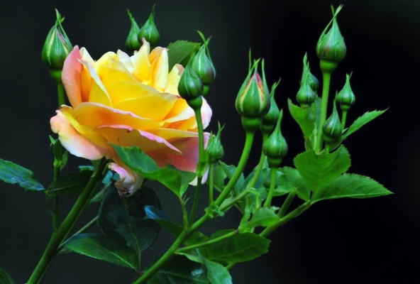 Hoa Hong Va Nhung Buc Hin H Nghe Thuat  - HD Wallpaper