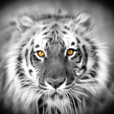 Gambar Harimau Yg Seram