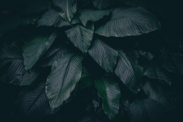 Wallpaper Leaves, Plant, Green, Dark, Branches - Green Leaves 4k Background  - 938x1668 Wallpaper 