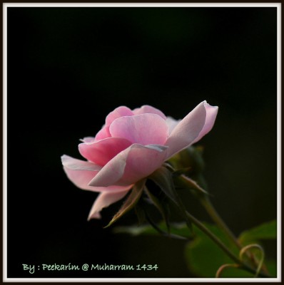 Download 62+ Bunga Name Wallpaper Gratis Terbaik