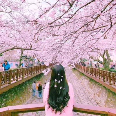 Korean Girl In A Cherry Blossom - 960x960 Wallpaper - teahub.io