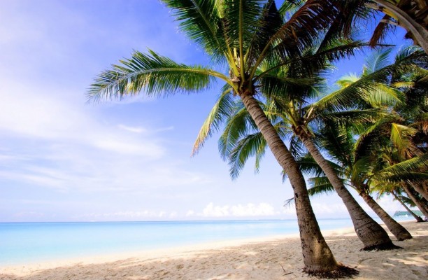 Coconut Trees On The Beach - 1181x771 Wallpaper - teahub.io