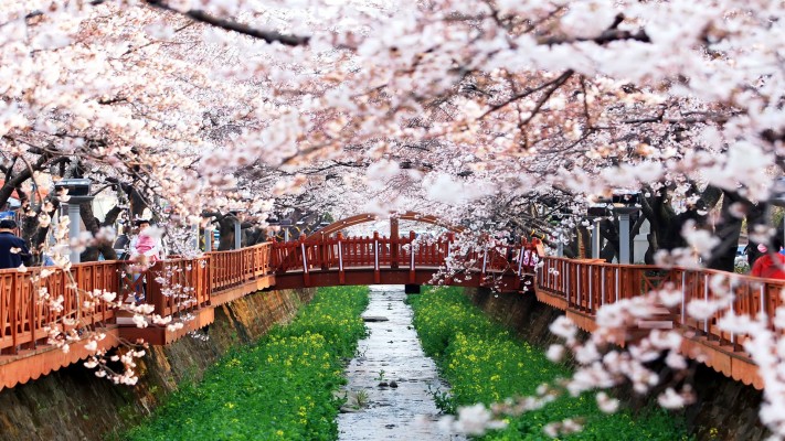 Seoul Cherry Blossom - Jinhae Korea Cherry Blossom Festival - 1920x1080 ...