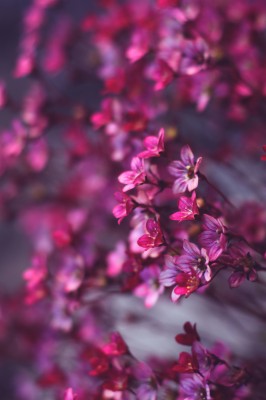 pink flower wallpaper