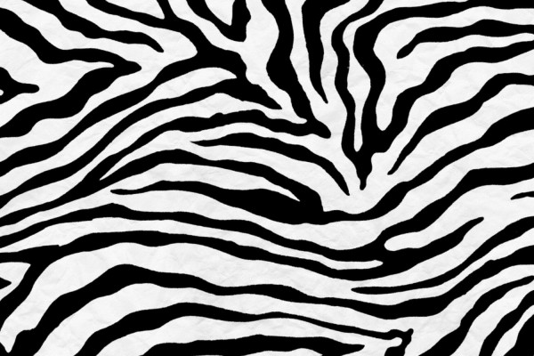 Photo Wallpaper Nature, Zebra, Striped - Zebra - 1332x850 Wallpaper ...