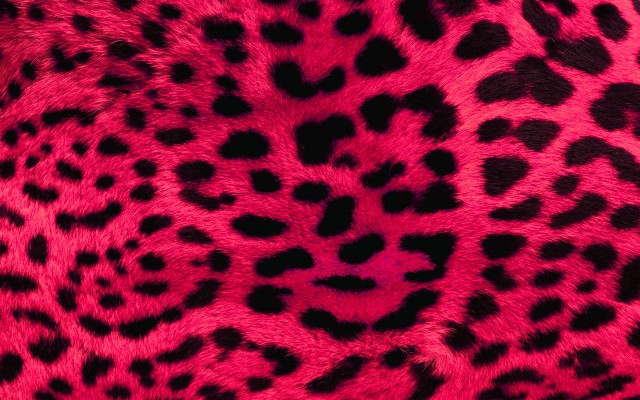 Download Leopard Print Wallpapers and Backgrounds 