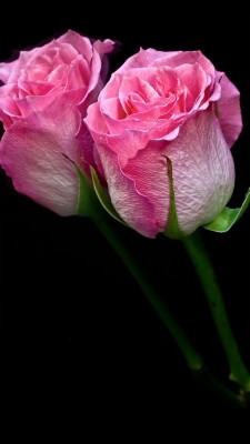 Pink Flower Wallpaper For Mobile Android - Good Night With Flowers -  1080x1920 Wallpaper 