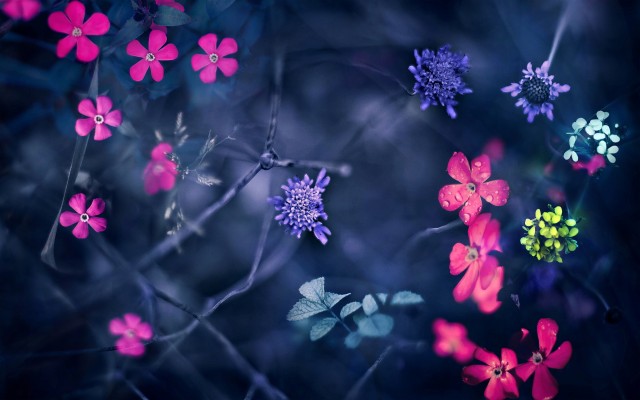 Flowers Hd Wallpaper, Creative Flowers Hd Wallpapers - Hd Wallpaper Flowers  - 1920x1200 Wallpaper 