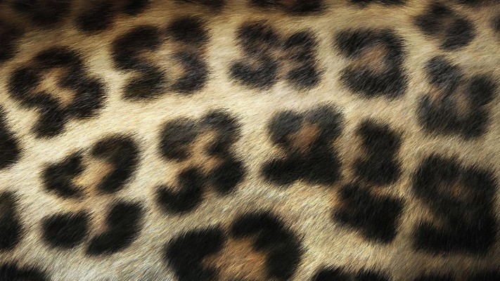 Download Leopard Print Wallpapers and Backgrounds 