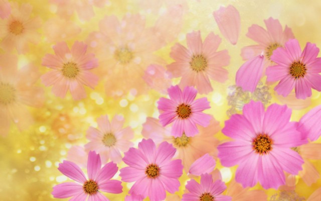 Wallpaper Flower Background Group Data Src Full 371640 Yellow And Pink Flowers Background 1920x1200 Wallpaper Teahub Io