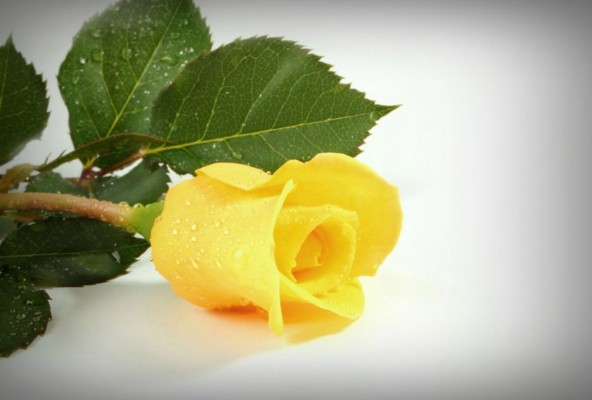 Birthday Wishes With Yellow Roses - 1600x1080 Wallpaper - teahub.io