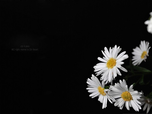 Flowers Picture Blooming Little Flowers Put Against - White Flowers With  Black Background - 2048x1536 Wallpaper 
