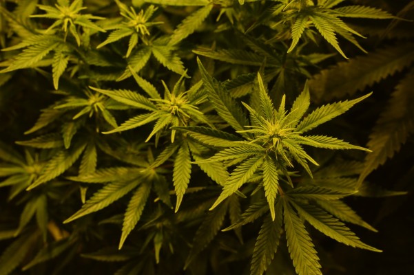 Marijuana Wallpaper Psychoactive Drug Cannabis Plant - Weed Smoking ...