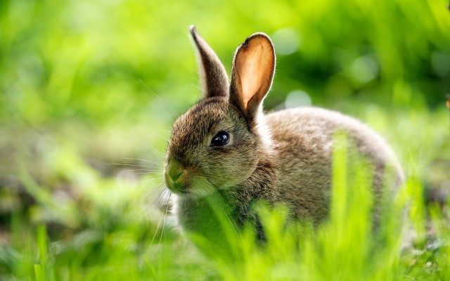 Cute Bunny On Grass - 1920x1200 Wallpaper - teahub.io