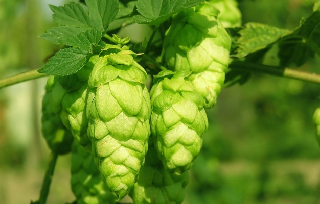 Hops Wallpaper - Wallpaper - 900x900 Wallpaper - teahub.io